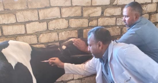 محافظ المنيا: تحصين 146 ألفا و341 رأس ماشية ضد الحمى القلاعية والوادى المتصدع