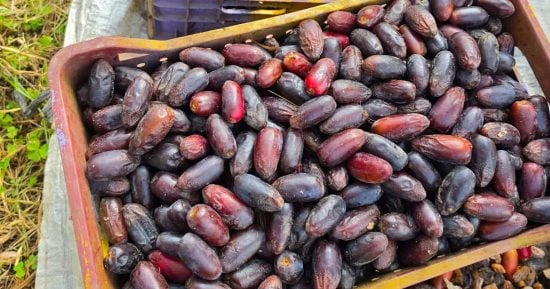 20 جنيها للكيلو.. سعر البلح في مزارع القرين بالشرقية