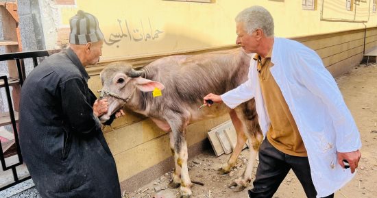 تحصين 254 ألف رأس ماشية ضد الحمى القلاعية وحمى الوادى المتصدع بالدقهلية