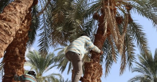 موسم الخير يبدأ من النخلة.. انطلاق حصاد البلح الأسواني.. "من فوق النخيل إلى الأسواق" الموسم يفتح أبواب الرزق لأهل أسوان.. العمال يواجهون ارتفاع درجات الحرارة والتجار يستقبلون المحصول.. فيديو وصور