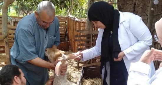 محافظ المنوفية: تحصين ما يقرب من 413 ألف رأس ماشية ضمن الحملة القومية الثانية ضد الحمى القلاعية