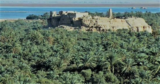موسم حصاد خيرات الطبيعة من البلح والزيتون في واحة سيوة