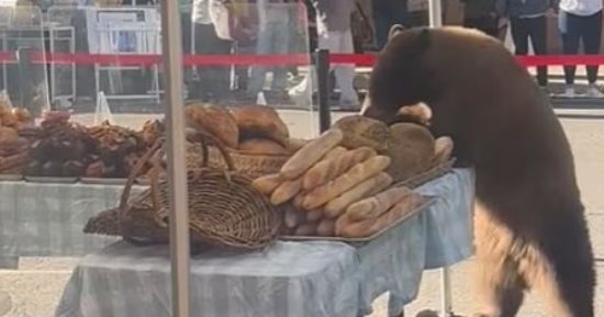 دب يترك الفواكه والخضراوات بحثًا عن المعجنات فى سوق أمريكى.. فيديو