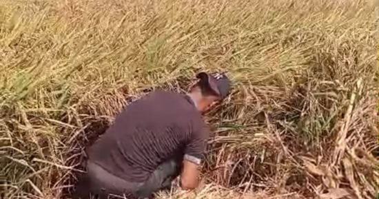 «أرز الياسمين المصرى» قيمته الغذائية عالية ويتحمل الملوحة وندرة المياه.. البحوث الزراعية: يحتوى على كربوهيدرات وألياف ومعادن.. ونستهدف به تقليل فاتورة الاستيراد بتكلفة 300 مليون دولار.. صور