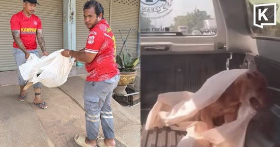 كلب "ميت" ينشط فجأة داخل شاحنة إنقاذ ويصيب المتطوعين بالذهول