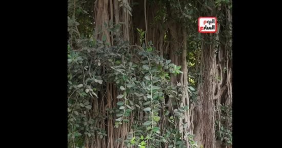 صورة الخبر
