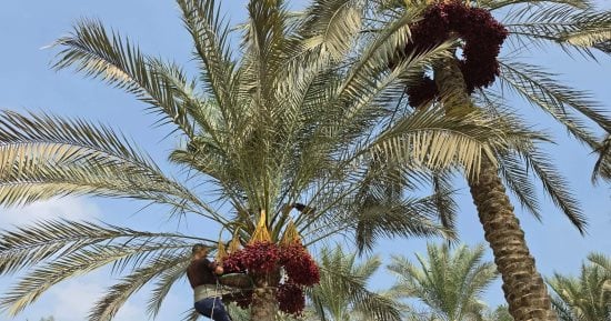 البلح الرطب نور الغيطان.. فرحة أهالى الشرقية بمحصول بلد المليون نخلة
