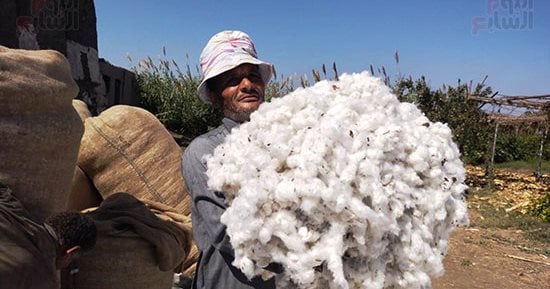 الدهب الأبيض نور الغيطان.. فرحة حصاد القطن بمزارع القليوبية
