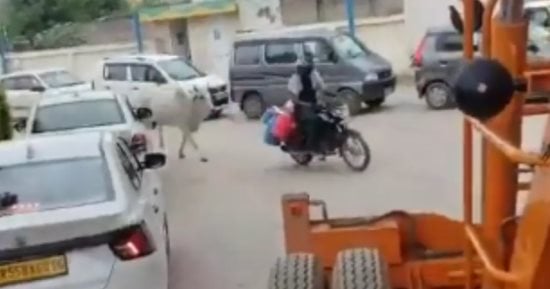 لحظات مثيرة.. بقرة تطارد عامل توصيل حليب على دراجة نارية "فيديو"
