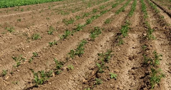 العروة الشتوية لمحصول البطاطس منورة فى الأراضى.. المزارعون: خصوبة التربة ودعم الوزارة سبب تحقيق أعلى إنتاجية للفدان.. ووكيل الوزارة: توفير 4 شكاير أسمدة وحملات توعية لمكافحة الآفات بجميع أنحاء المحافظة