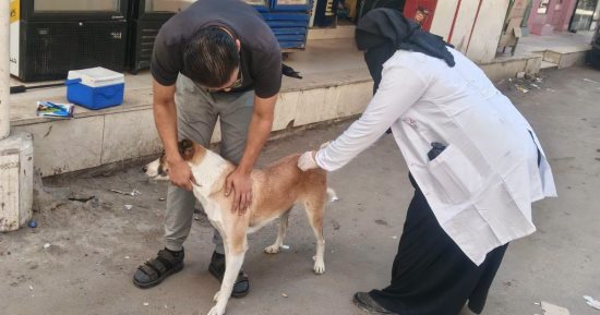 بيطري كفر الشيخ: تحصين 1200 كلب ورفع معدلات التحصين والسيطرة على أعداد الكلاب الحرة