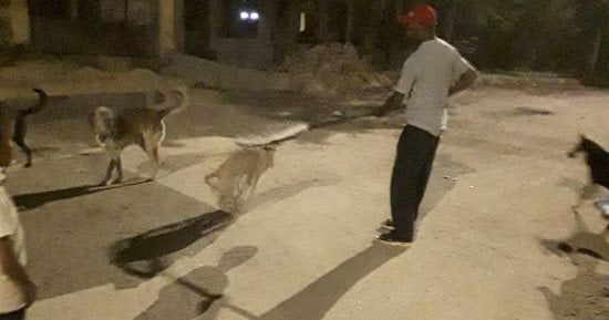 بيطرى الأقصر يحمى أهالى مدينة طيبة من هجمات الكلاب الضالة بتحصين يومى.. صور
