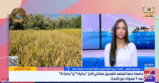 أستاذ زراعة بجامعة بنها: استنباط سلالتين جديدتين من الأرز بإنتاجية 4.2 طن للفدان