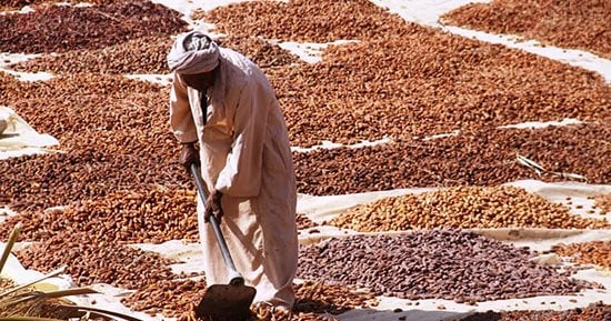 بشاير تمور رمضان.. مناشر البلح تزين حقول أسون