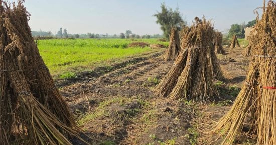 المنتج الذهبى.. "زراعة الشرقية" تعلن انتهاء حصاد السمسم على مساحة 18 ألف فدان بمختلف المراكز.. متوسط عمر المحصول فى الغيطان 120 يوما.. والمزارعون: محصول غير مكلف ماديا فى زراعته وسعر الكيلو 90 جنيها.. صور
