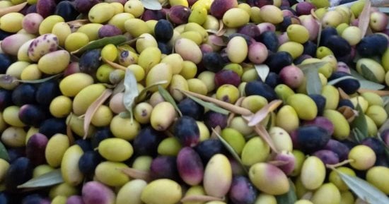 لأول مرة.. مطروح تطلق مهرجان الزيتون.. دعم المزارعين وتسويق الإنتاج محليًا وعالميًا والتوسع في زراعة الأصناف الجديدة.. اهتمام كبير بالمنتجات الصحراوية والتوسع في إنشاء معاصر الزيت الحديثة.. صور