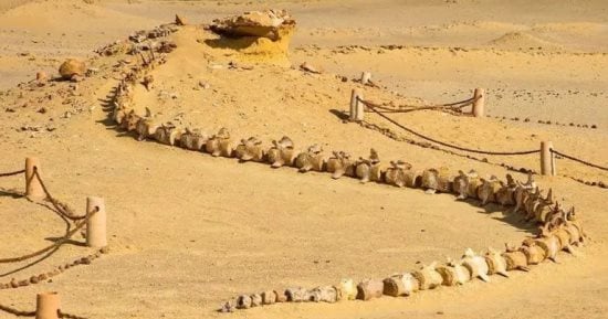 بعد قرار تجديد إدراجه بالقائمة الخضراء حتى 2031.. وادي الحيتان بالفيوم يحكي تاريخ الحياة قبل 40 مليون سنة .. منطقة تضم حفريات نادرة لحيتان قديمة.. وأدرجت علي قائمة التراث العالمي لليونسكو عام 2005.. صور