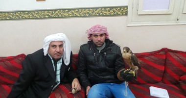 بالصور.. جزيرة سعود بالشرقية تشتهر بصيد الصقور النادرة فى العالم.. والصقارون: تربية الصقر شهريًا تتكلف 1500 جنيه.. وهناك أنواع يصل ثمنها إلى مليون جنيه.. والصيد علمنا عزة النفس وبعد النظر