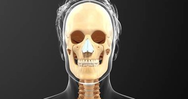 إيه هى دماغ السحلية؟ وموجودة فين فى جسمك.. اعرف الناس قالت إيه