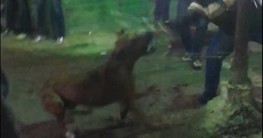 للمرة الأولى فى مصر محدش يبرر موت الكلب.. ابتدينا نتغير