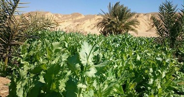 سقوط عامل يزرع بانجو داخل منزله للتعاطى بالجيزة