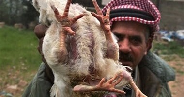 كارثة.. دجاج الوجبات السريعة معدل وراثيًا بـ"4 أرجل و6 أجنحة"