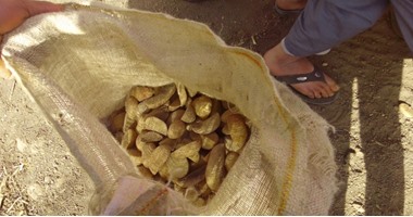 بالصور.. مزارعو البطاطس بـ3 محافظات يتهمون "الزراعة" باستيراد تقاوى فاسدة.. ويشكون لـ"البرلمان" تلف 600 فدان.. والوزارة ترد: لا توجد أمراض بالتقاوى.. والسبب من الفلاحين لسوء طريقة التعامل