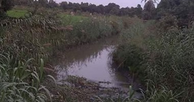 صحافة المواطن.. بالصور.. انتشار الحشرات بسبب مخلفات مصرف بالإسماعيلية