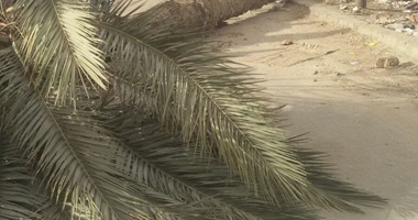 ننشر أسماء الطالبات المصابات إثر سقوط نخلة عليهن فى الهرم