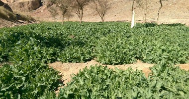 مكافحة المخدرات تضبط 13 كيلو أفيون و374 كيلو هيروين و89 فدان قنب