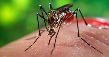 إيطاليا تمنع التبرع بالدم بعد انتشار مرض ينتقل عبر البعوض