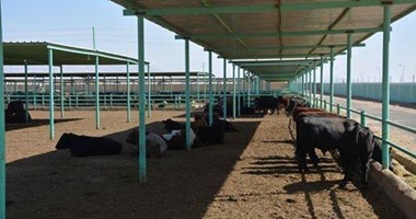 زراعة الوادى الجديد: تفعيل المشروع القومى لإحياء البتلو بالمحافظة