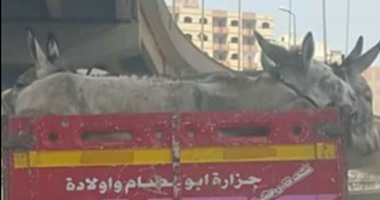 سيارة "أبو عصام الجزار" المحملة بالحمير تتصدر تويتر.. ومغردون: صحة وعافية