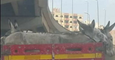 مباحث تموين بنى سويف تبحث عن "سيارة الحمير" المتداولة على الفيس بوك