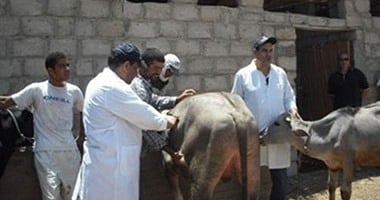 تحصين 240 ألف و200 رأس ماشية من مرض الجلد العقدى بكفر الشيخ