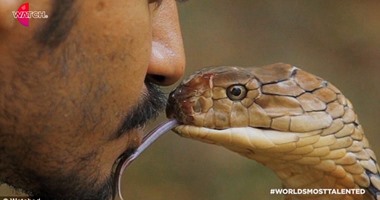 بالصور..شاب ماليزى يقبل ثعبان "كوبرا" من أجل عرض تلفزيونى عالمى