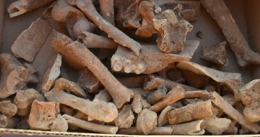 اكتشاف حفريات ترجع إلى 165 مليون سنة