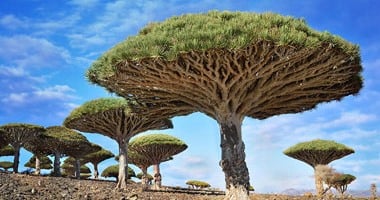 "مارينا فارس تكتب": فى اللامبالاة "فلسفة"