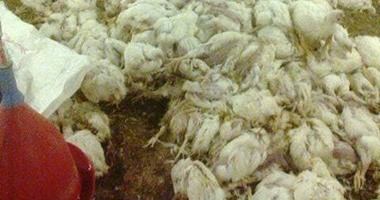 مربو الدواجن بمنيا القمح فى الشرقية يتهمون شركة كبرى بتوريد كتاكيت مصابة بالسرطان.. أصحاب المزارع: خسرنا كل فلوسنا.. "بيطرى الشرقية": 4 مزارع عيناتها إيجابية.. وصحة الحيوان: الفيروس لا ينتقل للإنسان