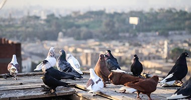 بالصور.. ما لا تعرفه عن عالم تربية الحمام.. قوانين وضعتها الأسطح