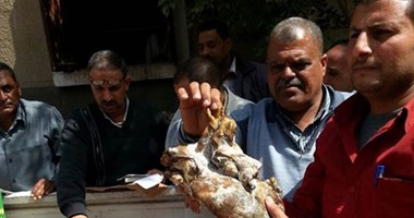 بالصور..ضبط مصنع حلوى مجهولة المصدر ولحوم ودواجن منتهية الصلاحية بأسيوط