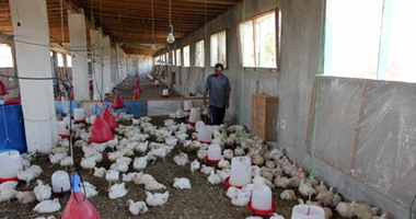 محافظ كفر الشيخ: تحصين 21170 طائرا من الأمراض الوبائية بقرى المحافظة