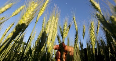 "الزراعة" و"الرى" تقدمان تقارير لـ"الوزراء" حول تجربة زراعة القمح بالتبريد