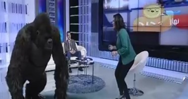 بالفيديو.. غوريلا تقتحم استوديو "نهار جديد" والمذيعة تجرى أمامها