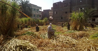 بالفيديو.. نائب نصر النوبة يتقدم بشكوى لوزير الرى بسبب مخالفات القصب