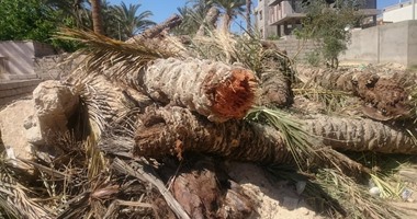 بالفيديو.. لحظة سقوط عامل أثناء قطعه شجرة بالدقى