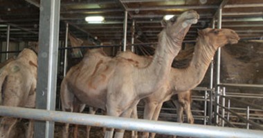 سحب 4200 عينة من شحنة الجمال السودانية بعد ثبوت إصابة 10 منها بـ"الكورونا"