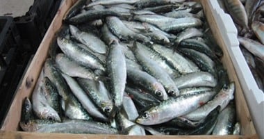 ضبط طن أسماك مملحة غير صالحة قبل طرحها الأسواق فى عيد الفطر بكفر الشيخ