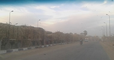 بالصور.. جرارات القصب تهدد حياة المواطنين وتشل الحركة المرورية بأسوان.. المحافظ: تثبيت نقطة تمركز أمام مصنع كوم أمبو وتنظيم استخراج كارتات التحميل للجرارات.. ومزارعون يضعون 3 حلول