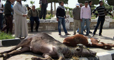 85 حالة اشتباه بالحمى القلاعية و6 حالات نفوق بالوادى الجديد